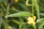 Carolina primrose willow